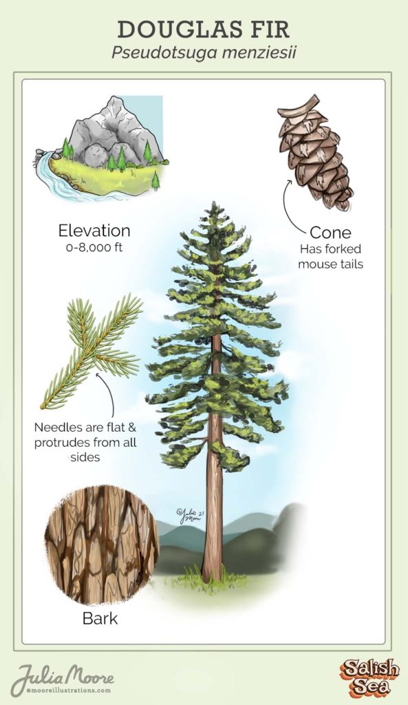 Douglas Fir
