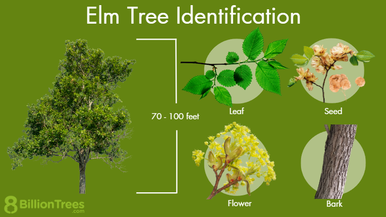 Elm Tree
