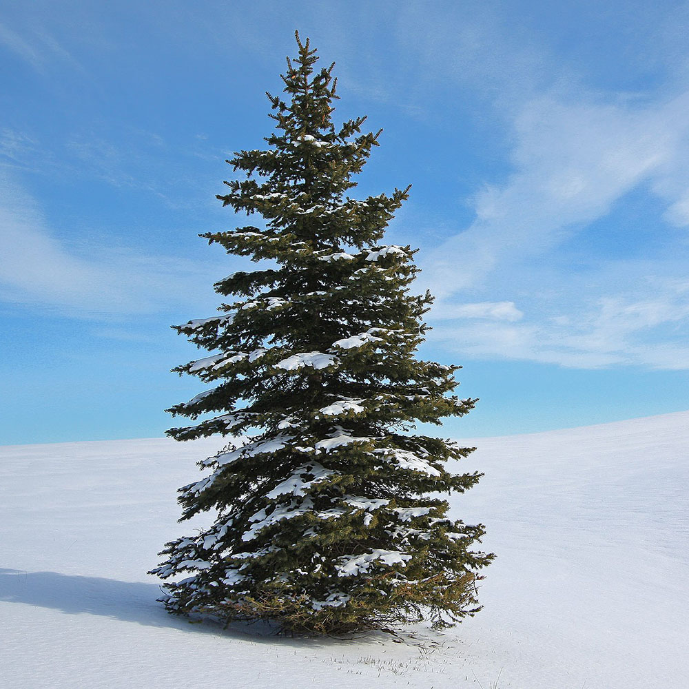 Spruce Tree